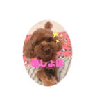トイプードルリズム‎（個別スタンプ：5）