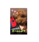 トイプードルリズム‎（個別スタンプ：6）