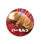 トイプードルリズム‎（個別スタンプ：9）