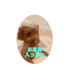トイプードルリズム‎（個別スタンプ：10）