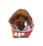 トイプードルリズム‎（個別スタンプ：12）