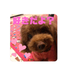 トイプードルリズム‎（個別スタンプ：15）