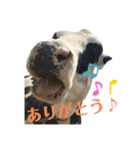 牛さんすたんぷ（個別スタンプ：1）