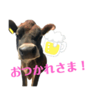 牛さんすたんぷ（個別スタンプ：2）