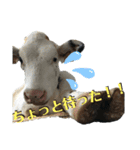 牛さんすたんぷ（個別スタンプ：3）