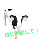 牛さんすたんぷ（個別スタンプ：5）