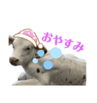 牛さんすたんぷ（個別スタンプ：6）