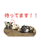 牛さんすたんぷ（個別スタンプ：8）