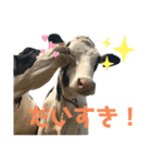 牛さんすたんぷ（個別スタンプ：10）