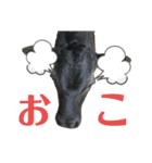 牛さんすたんぷ（個別スタンプ：13）