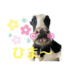 牛さんすたんぷ（個別スタンプ：16）