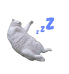 げんちゃちゃ（個別スタンプ：11）
