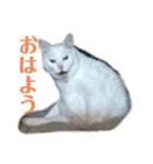 げんちゃちゃ（個別スタンプ：14）
