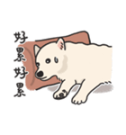 スピッツ いぬ（個別スタンプ：12）