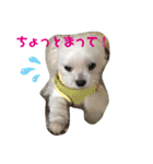 マルチーズのさす＆こむスタンプ（個別スタンプ：5）