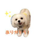 マルチーズのさす＆こむスタンプ（個別スタンプ：6）