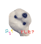 マルチーズのさす＆こむスタンプ（個別スタンプ：7）