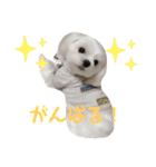 マルチーズのさす＆こむスタンプ（個別スタンプ：22）