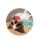 毎日使ってわんこ（個別スタンプ：2）
