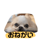 毎日使ってわんこ（個別スタンプ：11）