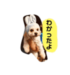 毎日使ってわんこ（個別スタンプ：12）
