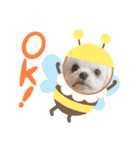 毎日使ってわんこ（個別スタンプ：13）