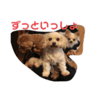 毎日使ってわんこ（個別スタンプ：15）