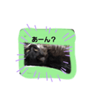 にゃんずの一言（個別スタンプ：8）
