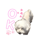 クッキーとジョニー（個別スタンプ：12）