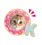 茶トラ・あるくん（個別スタンプ：1）