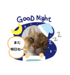 茶トラ・あるくん（個別スタンプ：2）