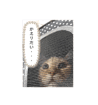 茶トラ・あるくん（個別スタンプ：5）