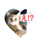 茶トラ・あるくん（個別スタンプ：6）