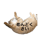 茶トラ・あるくん（個別スタンプ：7）