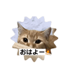 茶トラ・あるくん（個別スタンプ：9）