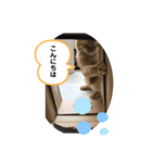 茶トラ・あるくん（個別スタンプ：11）