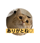 茶トラ・あるくん（個別スタンプ：12）