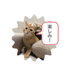 茶トラ・あるくん（個別スタンプ：13）