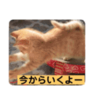 茶トラ・あるくん（個別スタンプ：15）