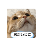 茶トラ・あるくん（個別スタンプ：16）