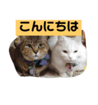 ニャンズ スタンプ2（個別スタンプ：1）