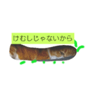 ぼくとら（個別スタンプ：2）