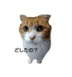 ぼくとら（個別スタンプ：3）