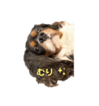 ちゃーちゃーまーるーだよー（個別スタンプ：3）