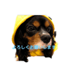 ちゃーちゃーまーるーだよー（個別スタンプ：8）