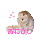 chouchouのスタンプ（個別スタンプ：4）