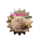 むぎごまちゃん（個別スタンプ：1）