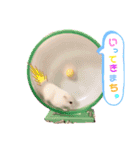 むぎごまちゃん（個別スタンプ：5）