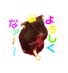 むぎごまちゃん（個別スタンプ：12）