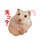 むぎごまちゃん（個別スタンプ：13）